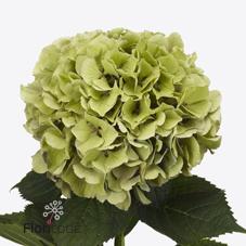 Срезанные цветы оптом Hydrangea royal benefit classic от 10шт из Голландии с доставкой по России