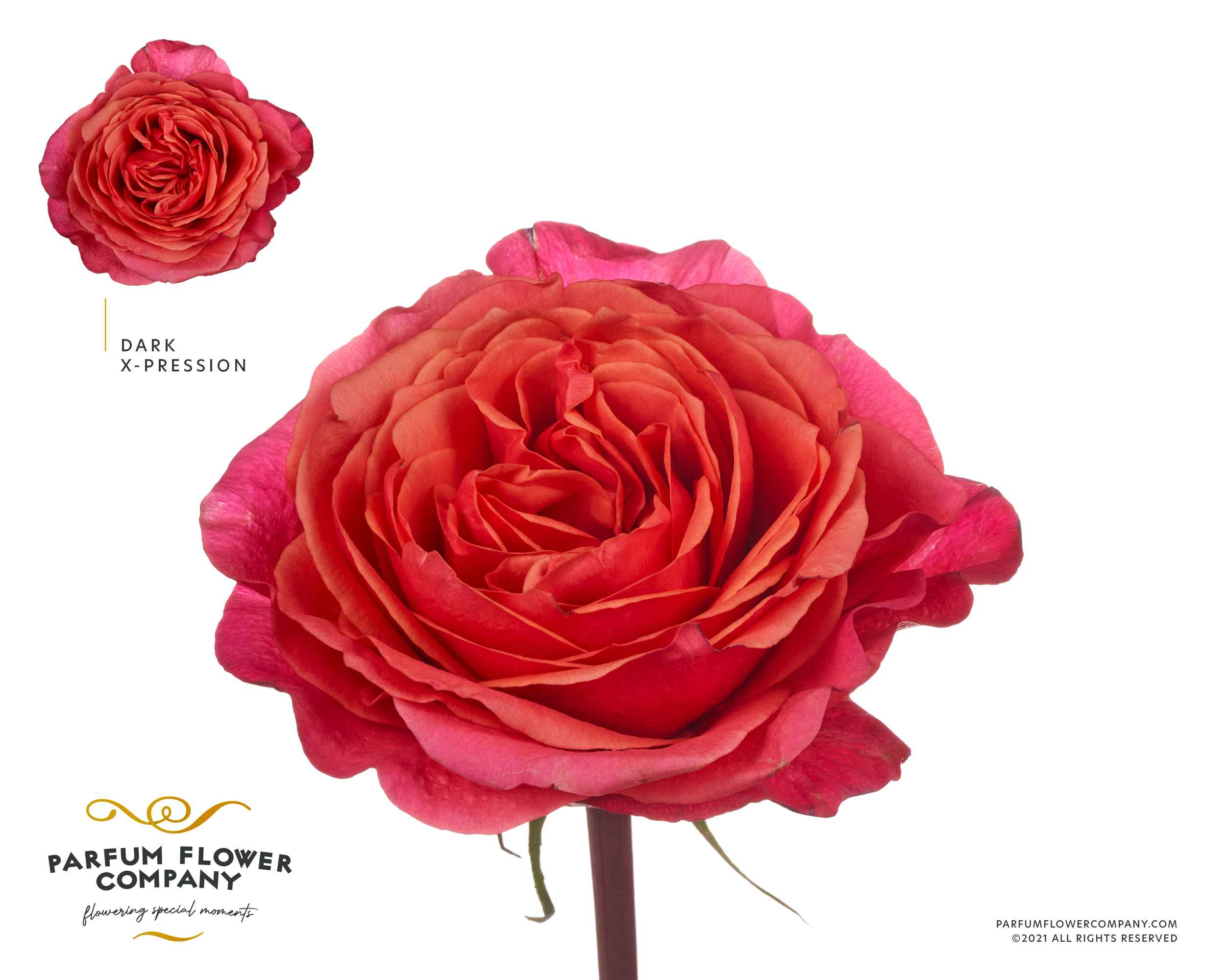 Срезанные цветы оптом Rosa la garden dark xpression от 24шт из Голландии с доставкой по России