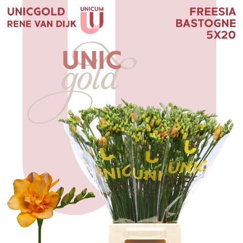 Срезанные цветы оптом Freesia do bastogne от 100шт из Голландии с доставкой по России