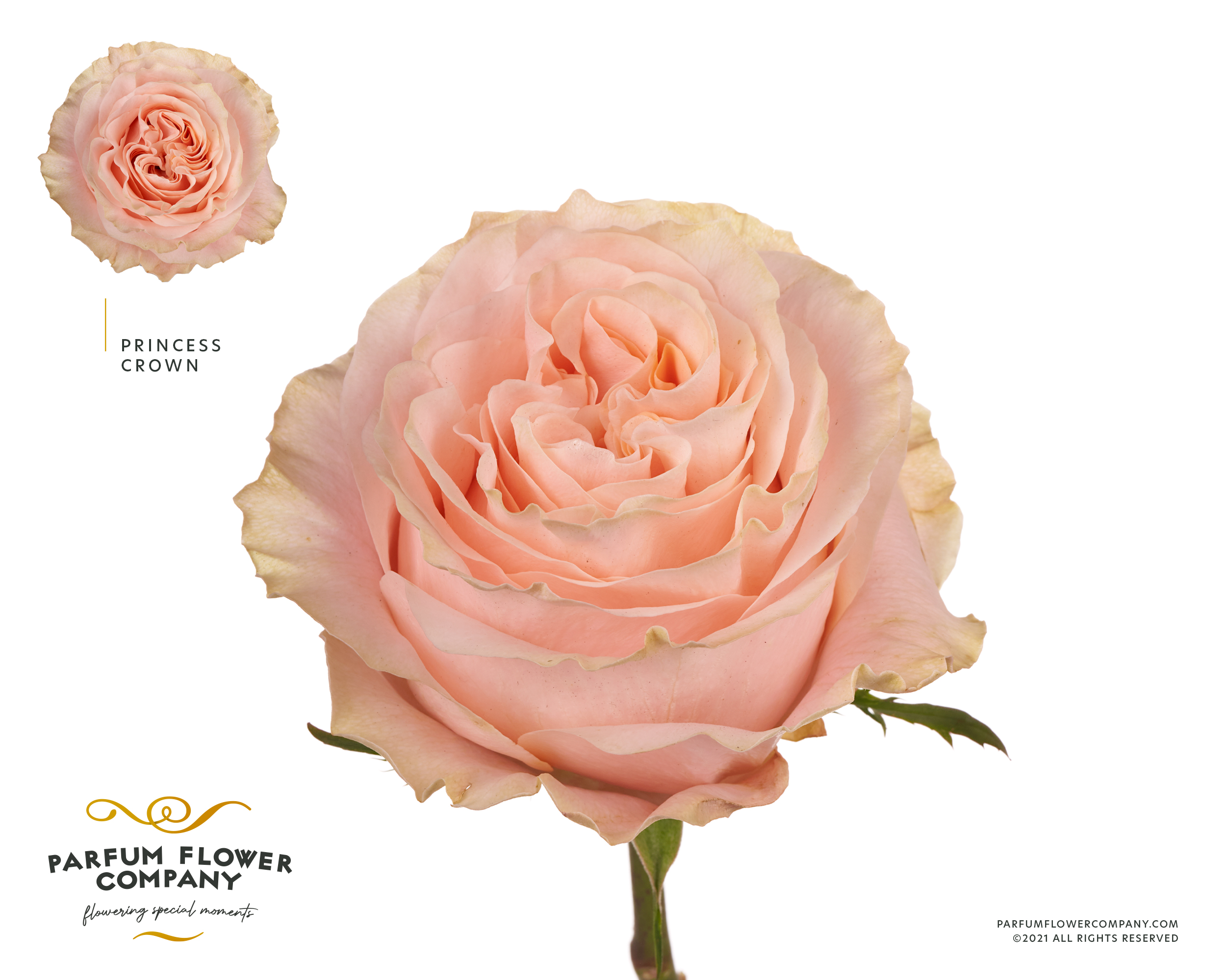 Срезанные цветы оптом Rosa garden princess crown от 24шт из Голландии с доставкой по России