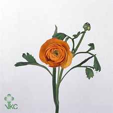 Срезанные цветы оптом Ranunculus elegance orange от 50шт из Голландии с доставкой по России