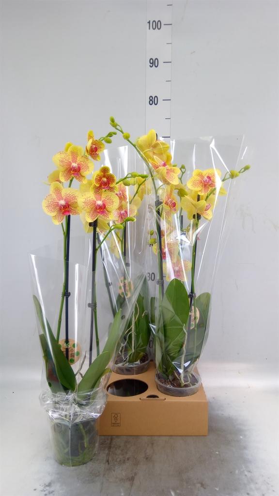 Горшечные цветы и растения оптом Phalaenopsis   ... от 4шт из Голландии с доставкой по России