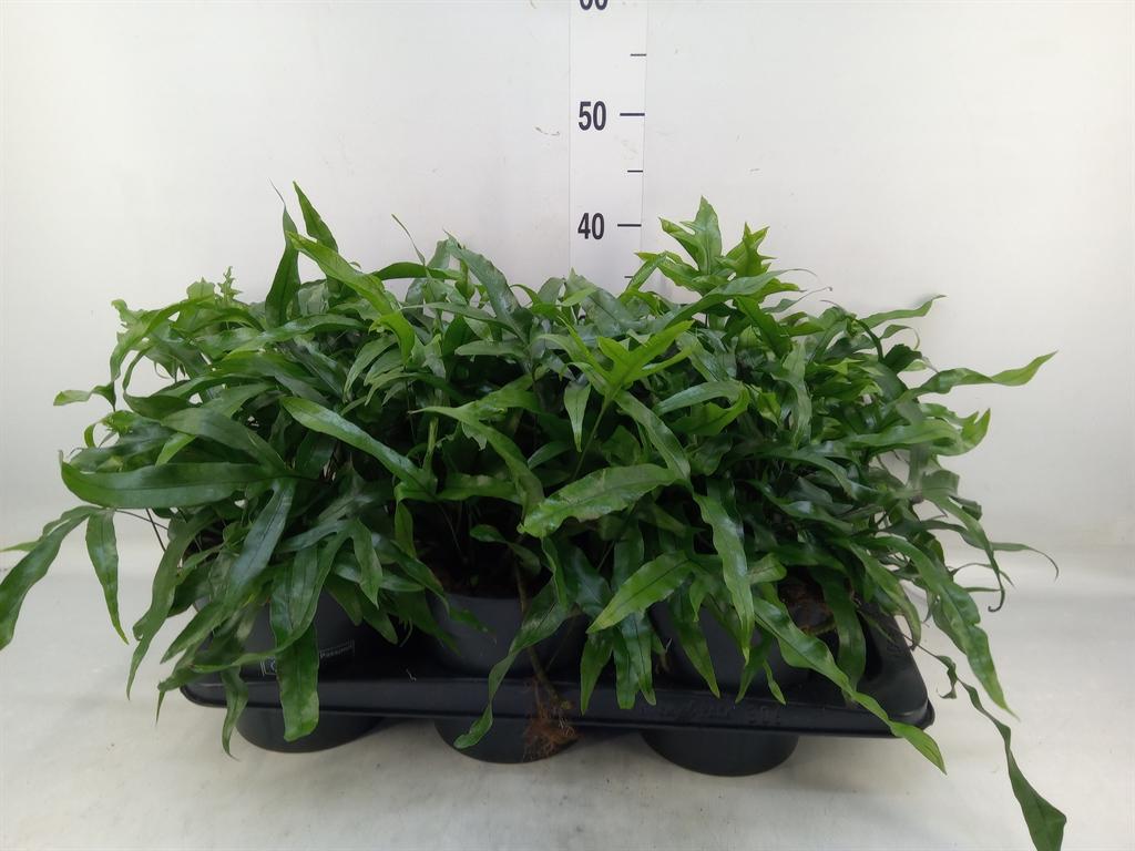 Горшечные цветы и растения оптом Microsorum Diversifolium от 6шт из Голландии с доставкой по России