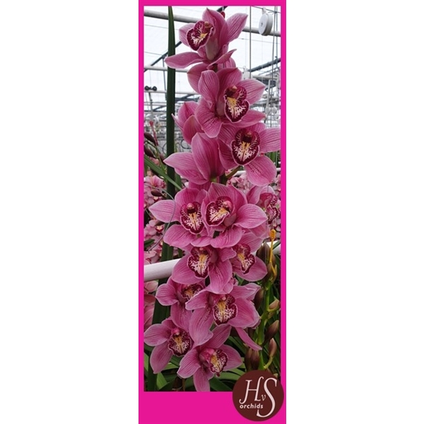 Срезанные цветы оптом Cymbidium pink australian от 6шт. из Голландии с доставкой по России