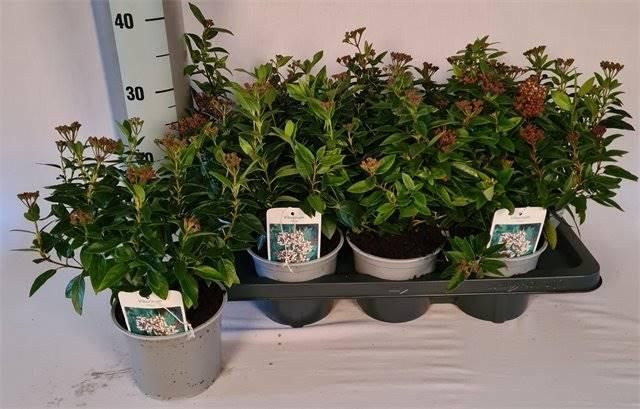 Горшечные цветы и растения оптом Viburnum Tinus от 7шт из Голландии с доставкой по России