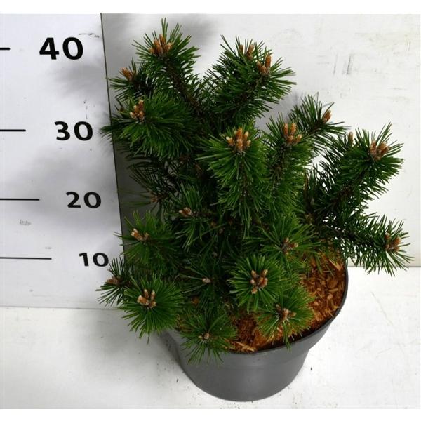 Горшечные цветы и растения оптом Pinus Mugo Gnom от 1шт из Голландии с доставкой по России