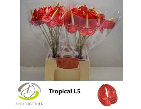 Срезанные цветы оптом Anthurium tropical от 40шт из Голландии с доставкой по России