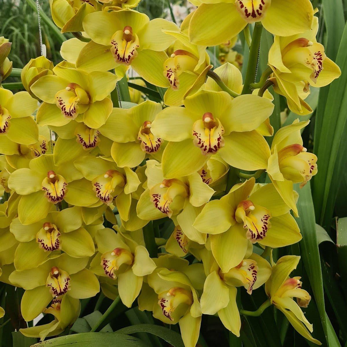 Срезанные цветы оптом Cymbidium green butterball от 6шт из Голландии с доставкой по России