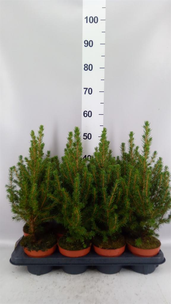 Горшечные цветы и растения оптом Picea Glauca conica от 8шт из Голландии с доставкой по России