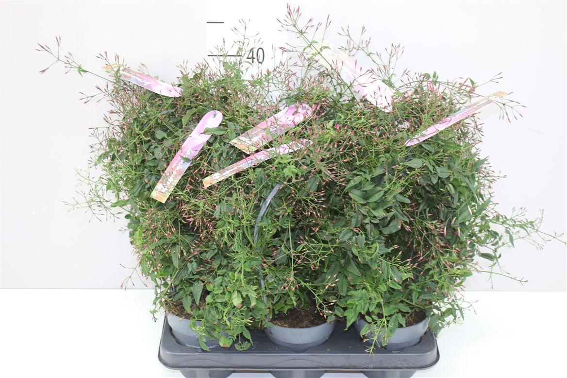 Горшечные цветы и растения оптом Jasminum Passion Boog 300+ от 6шт из Голландии с доставкой по России