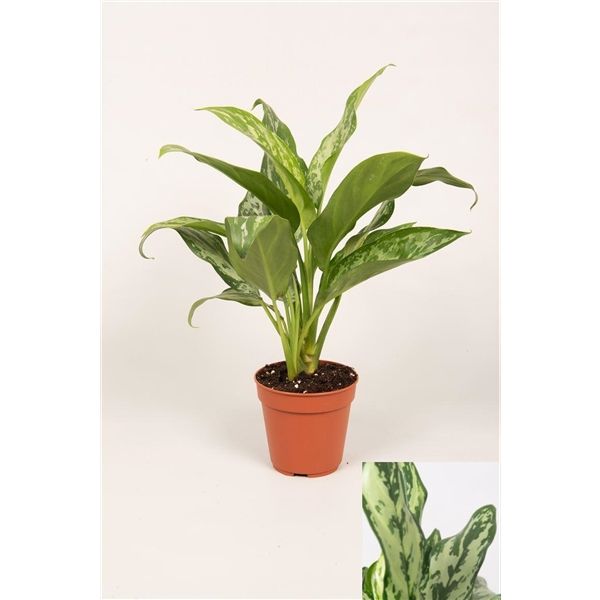 Горшечные цветы и растения оптом Aglaonema Green Lady от 10шт из Голландии с доставкой по России