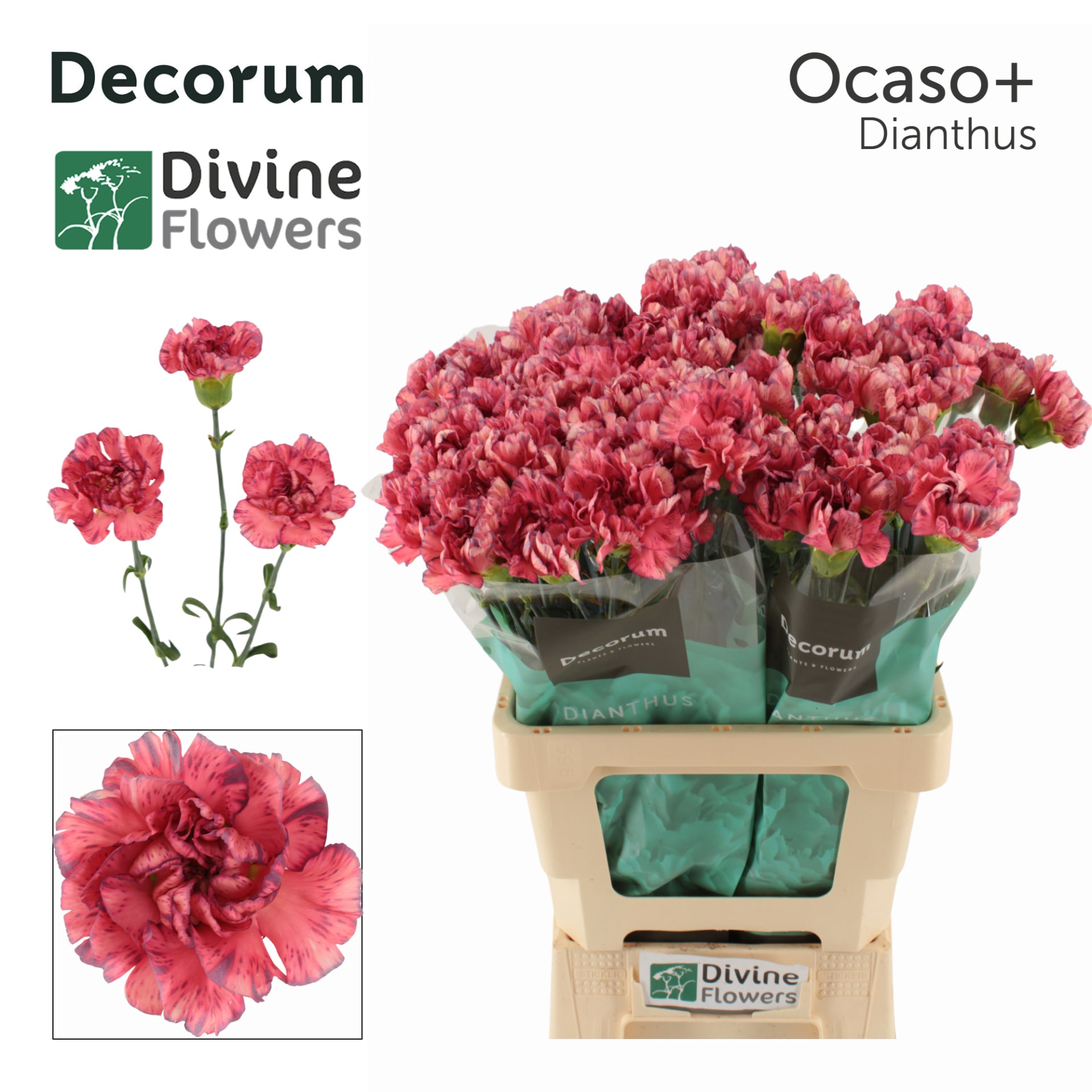 Срезанные цветы оптом Dianthus st ocaso+ от 80шт из Голландии с доставкой по России