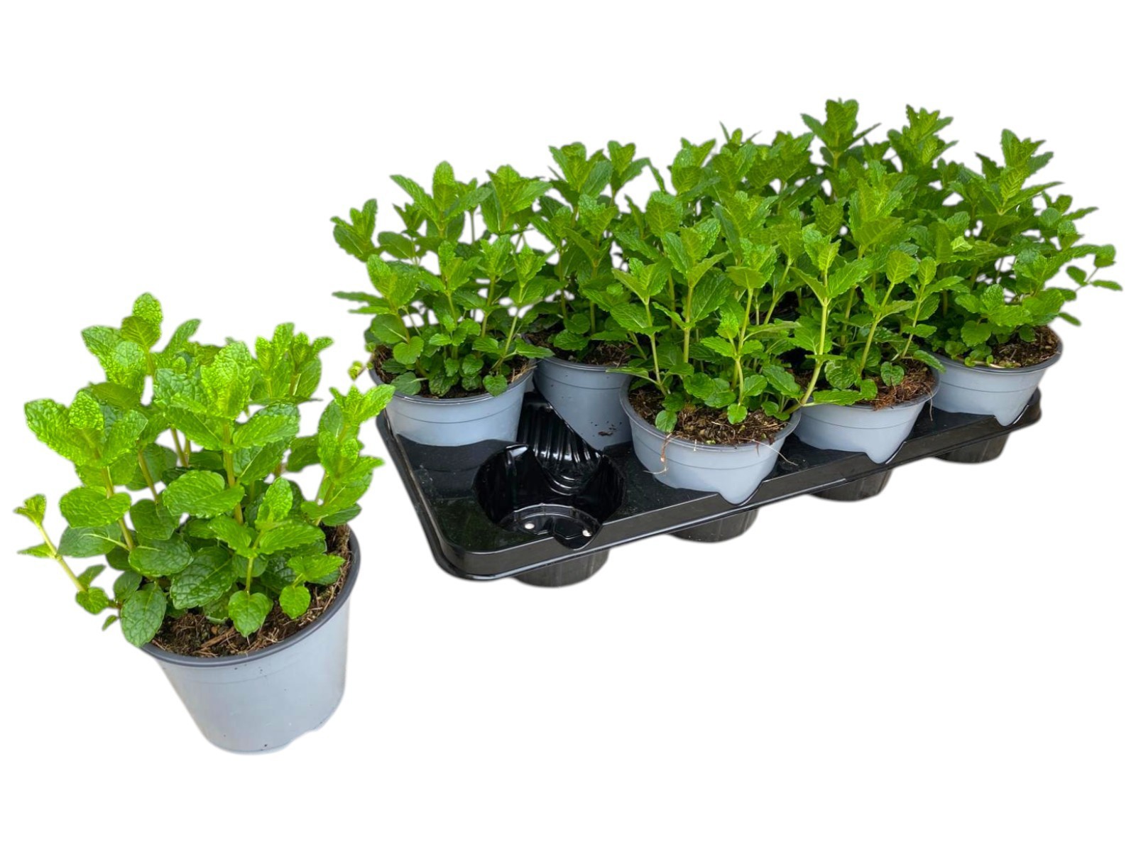 Горшечные цветы и растения оптом Mentha Spicata Maroc от 8шт из Голландии с доставкой по России