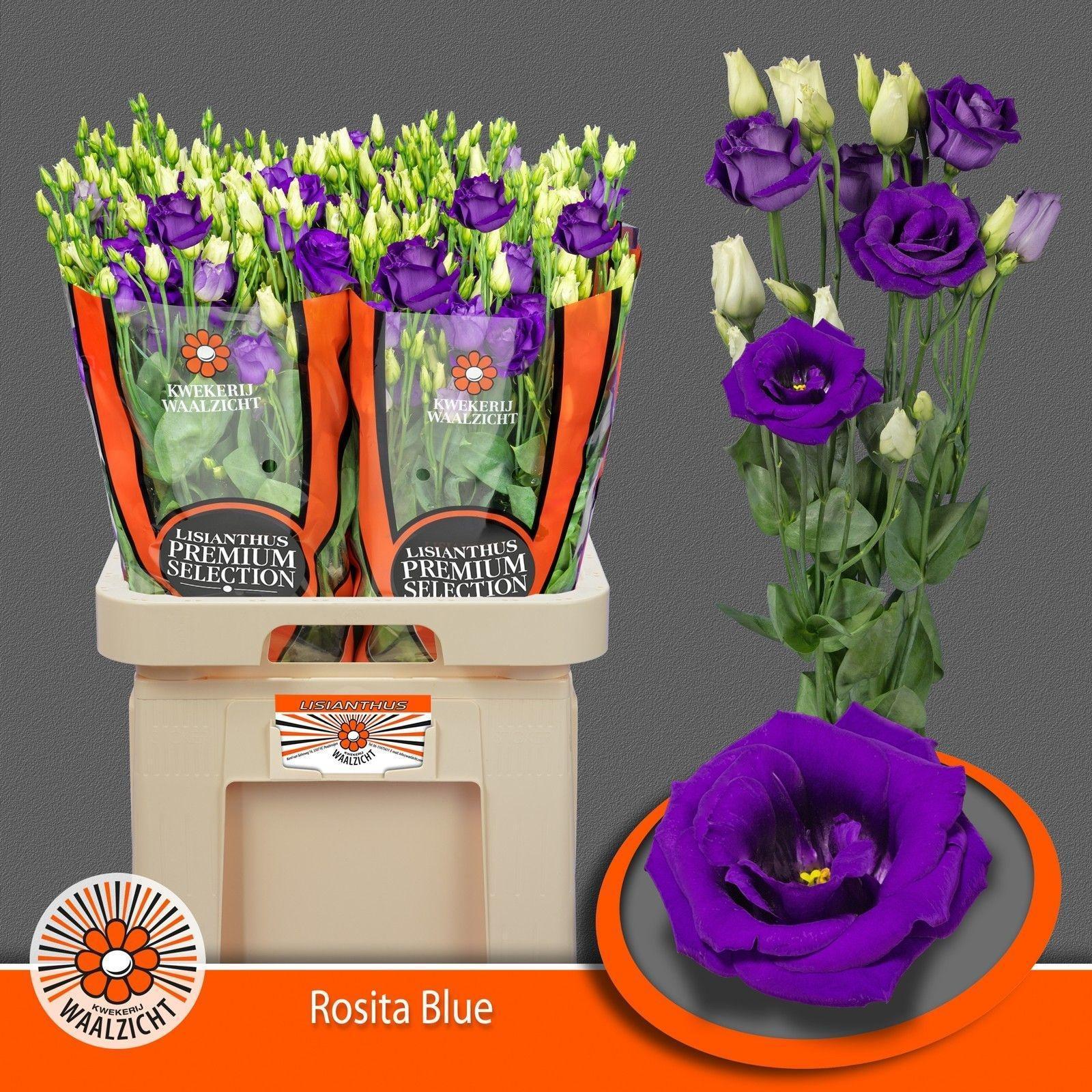 Срезанные цветы оптом Lisianthus do rosita blue от 40шт.. из Голландии с доставкой по России
