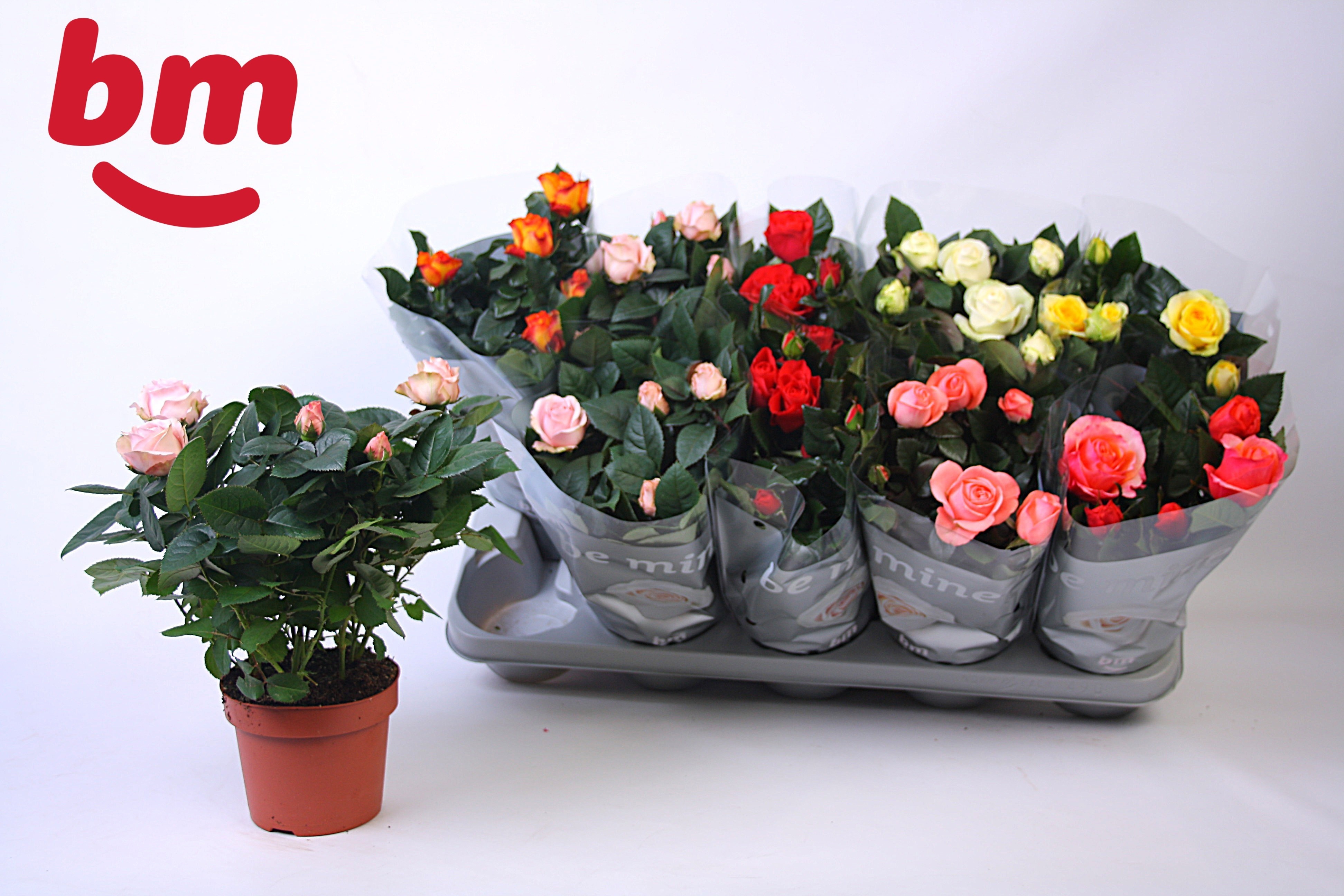 Горшечные цветы и растения оптом Ro B Monde Gem 6 Srt от 10шт из Голландии с доставкой по России