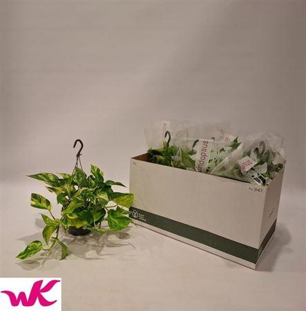 Горшечные цветы и растения оптом Epipr Hang от 6шт из Голландии с доставкой по России