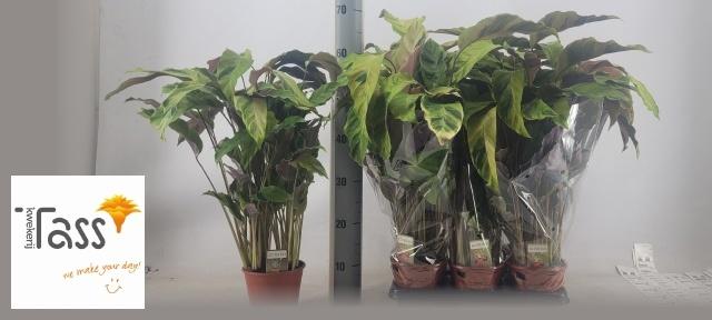 Горшечные цветы и растения оптом Calathea Fusion Yellow Budget от 6шт из Голландии с доставкой по России