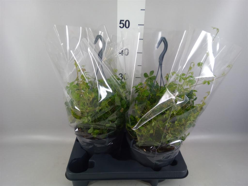 Горшечные цветы и растения оптом Parthenocissus sugar Vine от 2шт из Голландии с доставкой по России