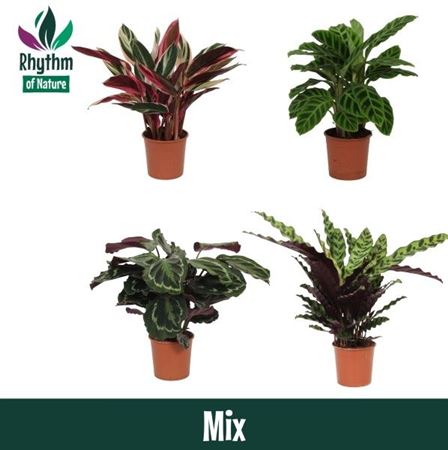 Горшечные цветы и растения оптом Calathea Mix от 8шт' из Голландии с доставкой по России