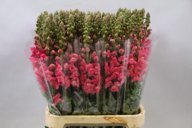 Срезанные цветы оптом Antirrhinum cerise от 50шт из Голландии с доставкой по России
