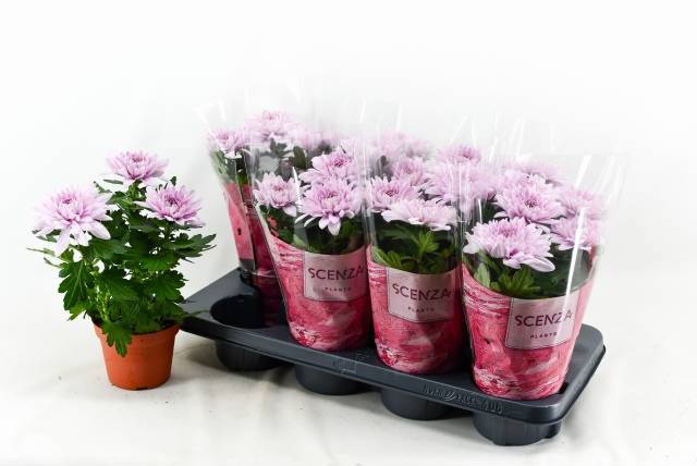 Горшечные цветы и растения оптом Chrys Supnova Pink от 8шт из Голландии с доставкой по России