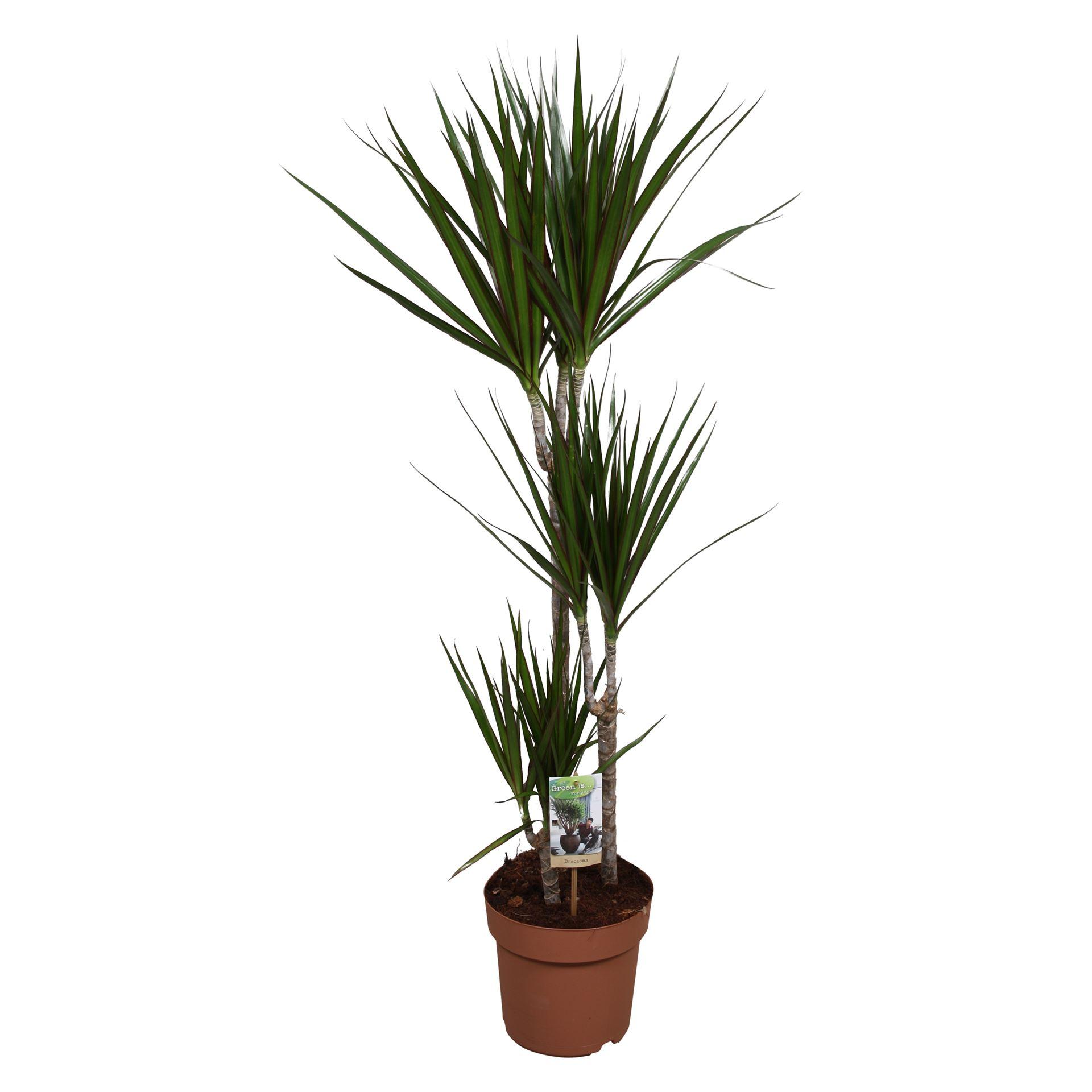 Горшечные цветы и растения оптом Dracaena Marg. от 1шт из Голландии с доставкой по России