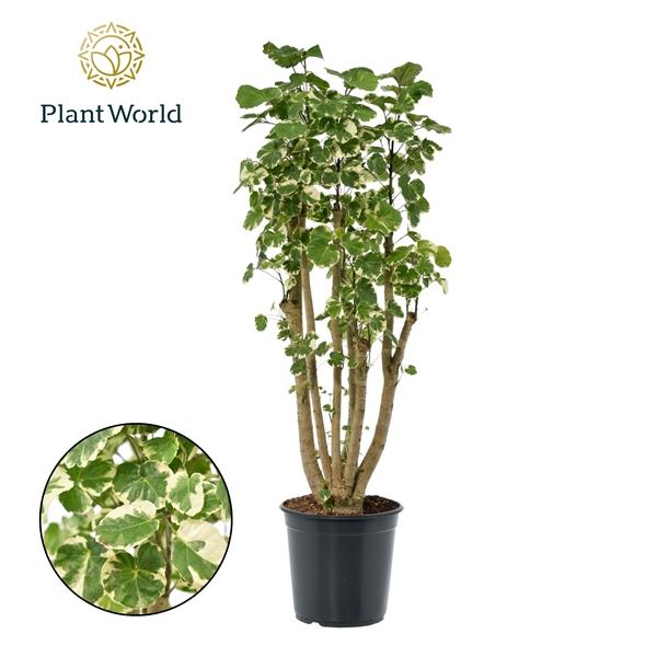 Горшечные цветы и растения оптом Polyscias Balfouriana Branched  (decorum) от 1шт из Голландии с доставкой по России