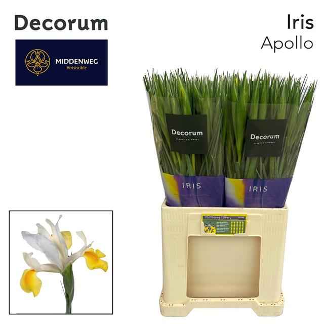 Срезанные цветы оптом Iris apollo от 200шт из Голландии с доставкой по России