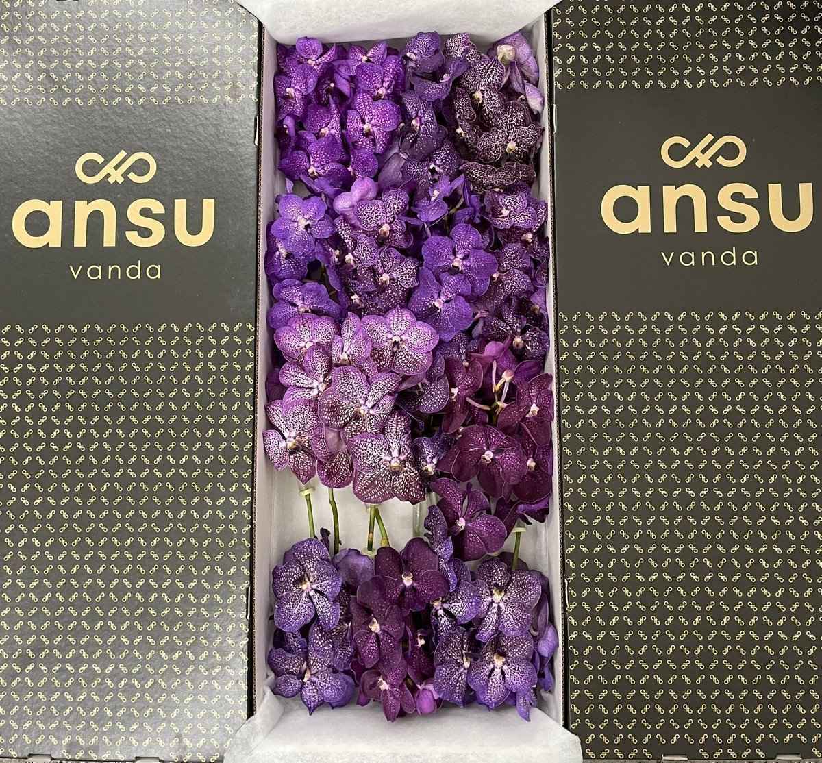 Срезанные цветы оптом Vanda mix purple per stem от 16шт из Голландии с доставкой по России