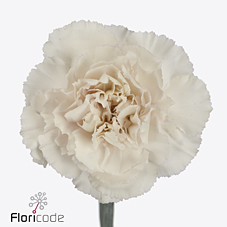 Срезанные цветы оптом Dianthus st mudah rosa от 80шт из Голландии с доставкой по России