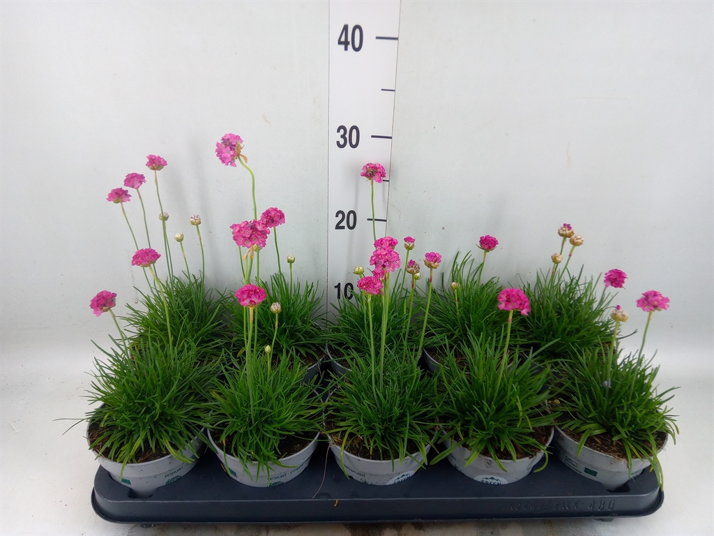 Горшечные цветы и растения оптом Armeria Maritima от 10шт из Голландии с доставкой по России