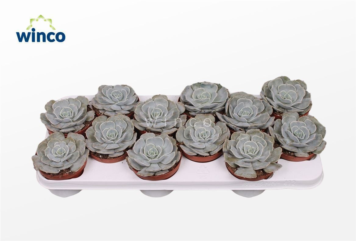 Горшечные цветы и растения оптом Echeveria Pollux от 12шт из Голландии с доставкой по России