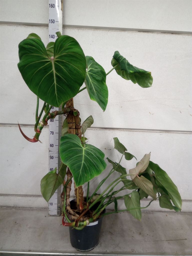 Горшечные цветы и растения оптом Philodendron Gloriosum от 1шт из Голландии с доставкой по России