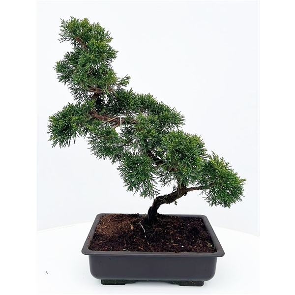 Горшечные цветы и растения оптом Bonsai Juniperus Chinensis, 28 Cm, In Trainingpot от 1шт из Голландии с доставкой по России