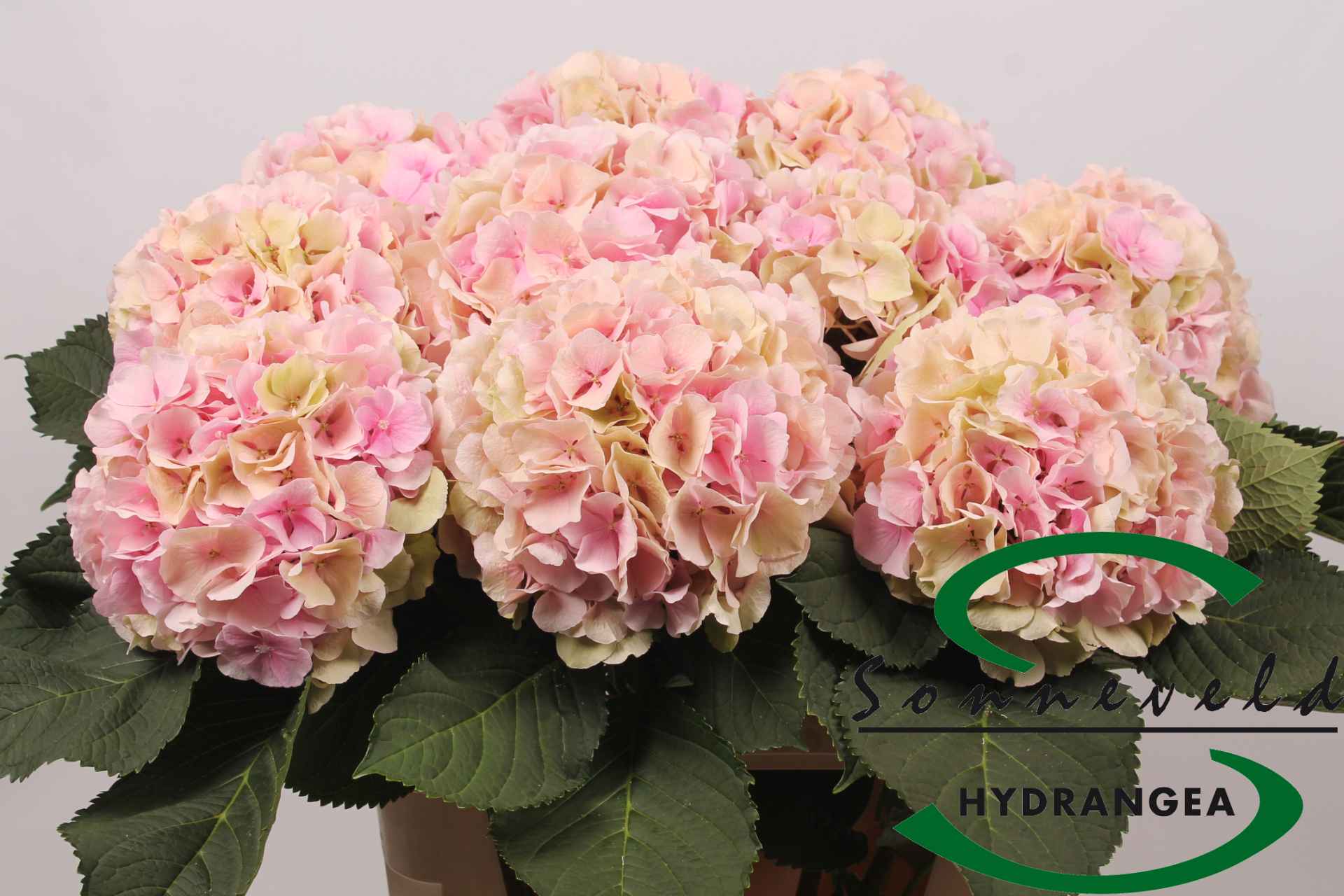 Срезанные цветы оптом Hydrangea verena classic champagne от 10шт из Голландии с доставкой по России