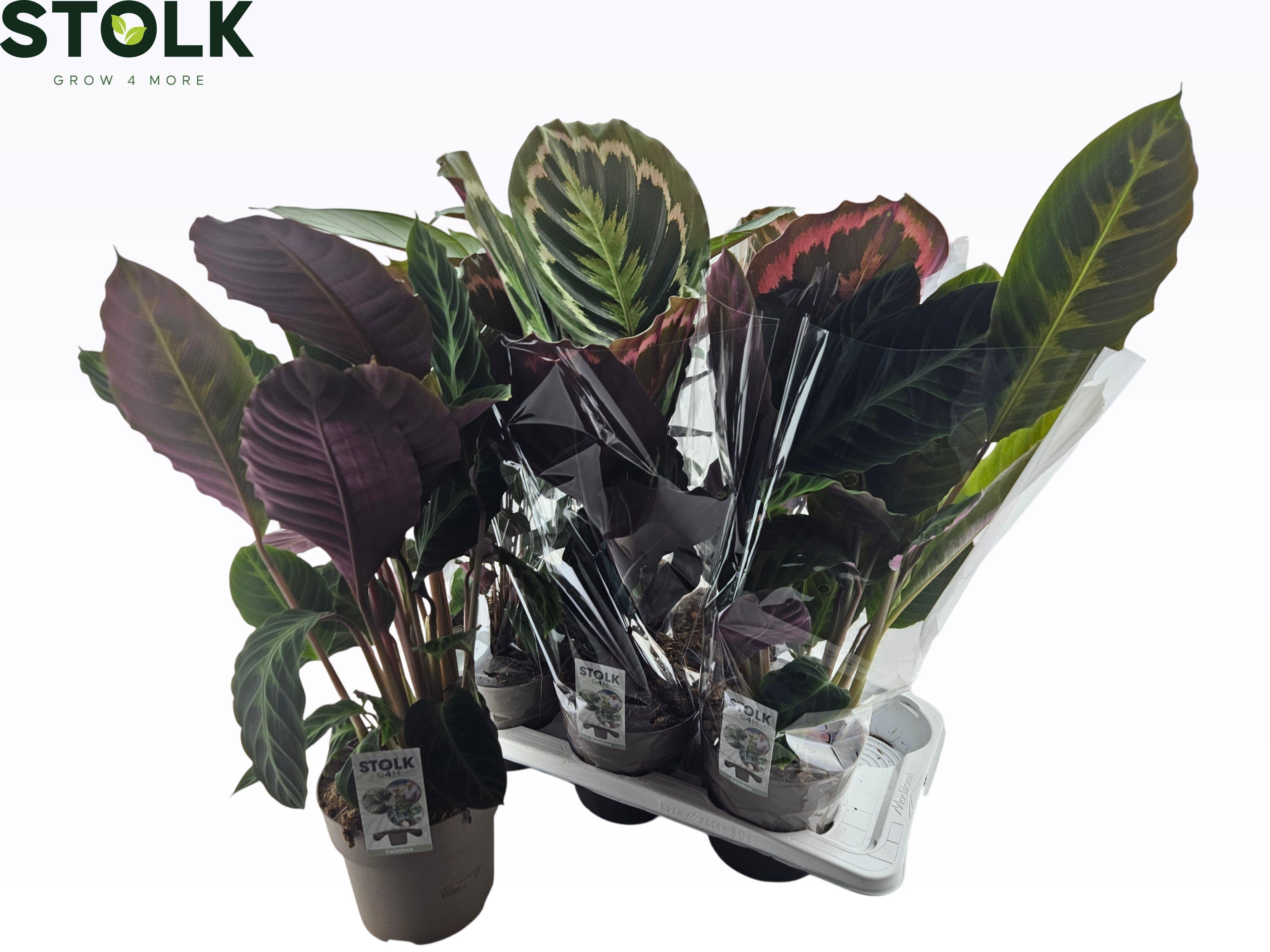 Горшечные цветы и растения оптом Calat Gem 5 Srt от 6шт из Голландии с доставкой по России