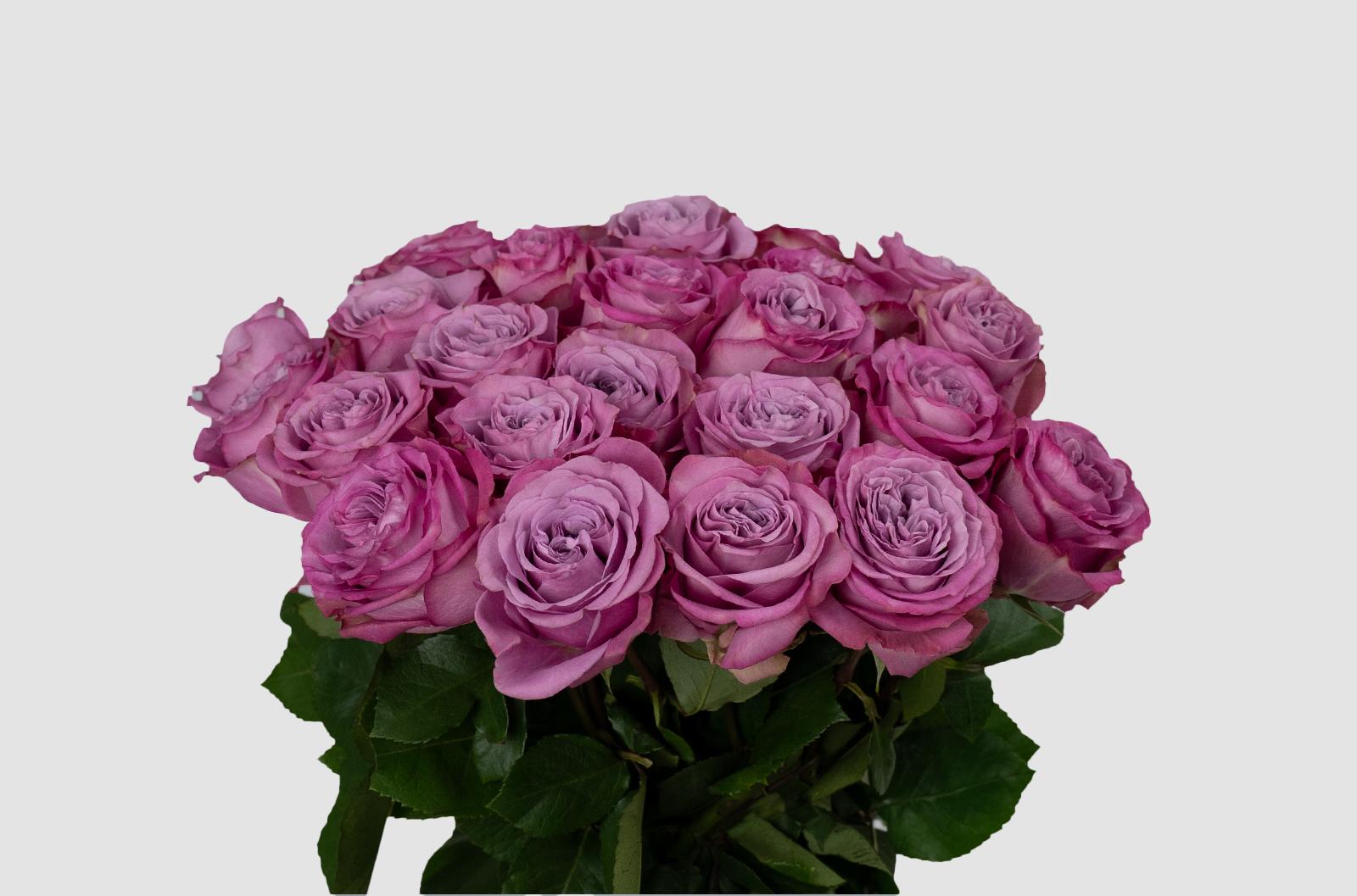 Срезанные цветы оптом Rosa ec queens crown от 125шт. из Голландии с доставкой по России