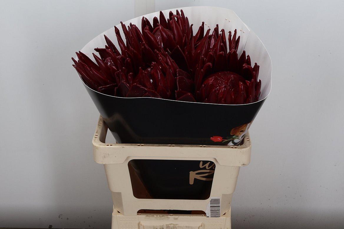 Срезанные цветы оптом Protea wax bordeaux от 5шт из Голландии с доставкой по России