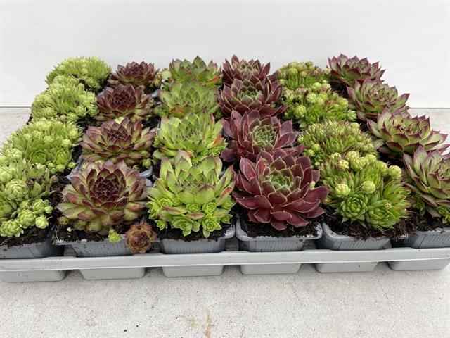 Горшечные цветы и растения оптом Sempervivum Mix от 24шт из Голландии с доставкой по России