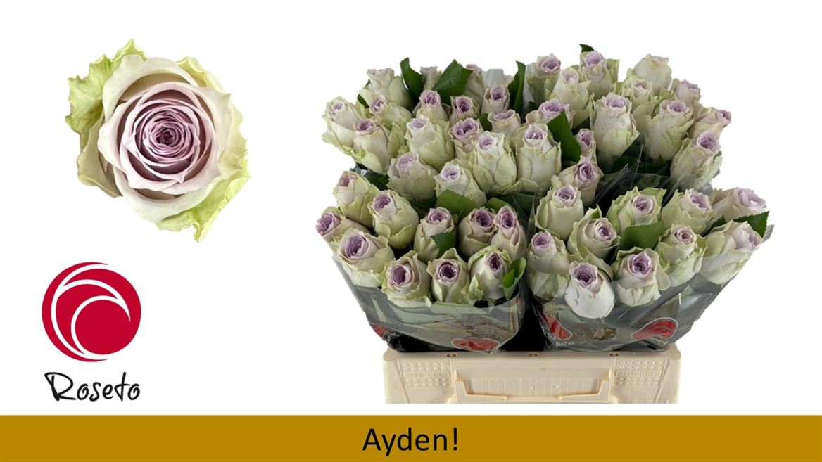 Срезанные цветы оптом Rosa large ayden! от 50шт из Голландии с доставкой по России