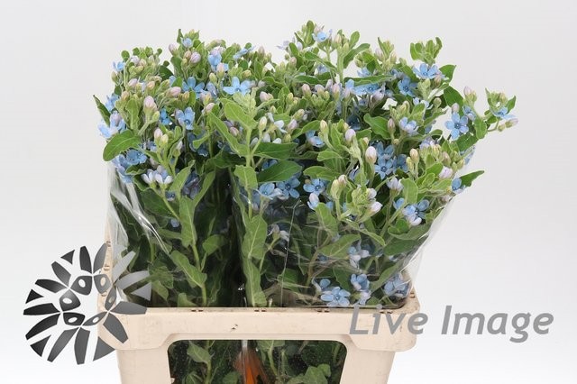 Срезанные цветы оптом Oxypetalum tanioka pure blue от 40шт из Голландии с доставкой по России