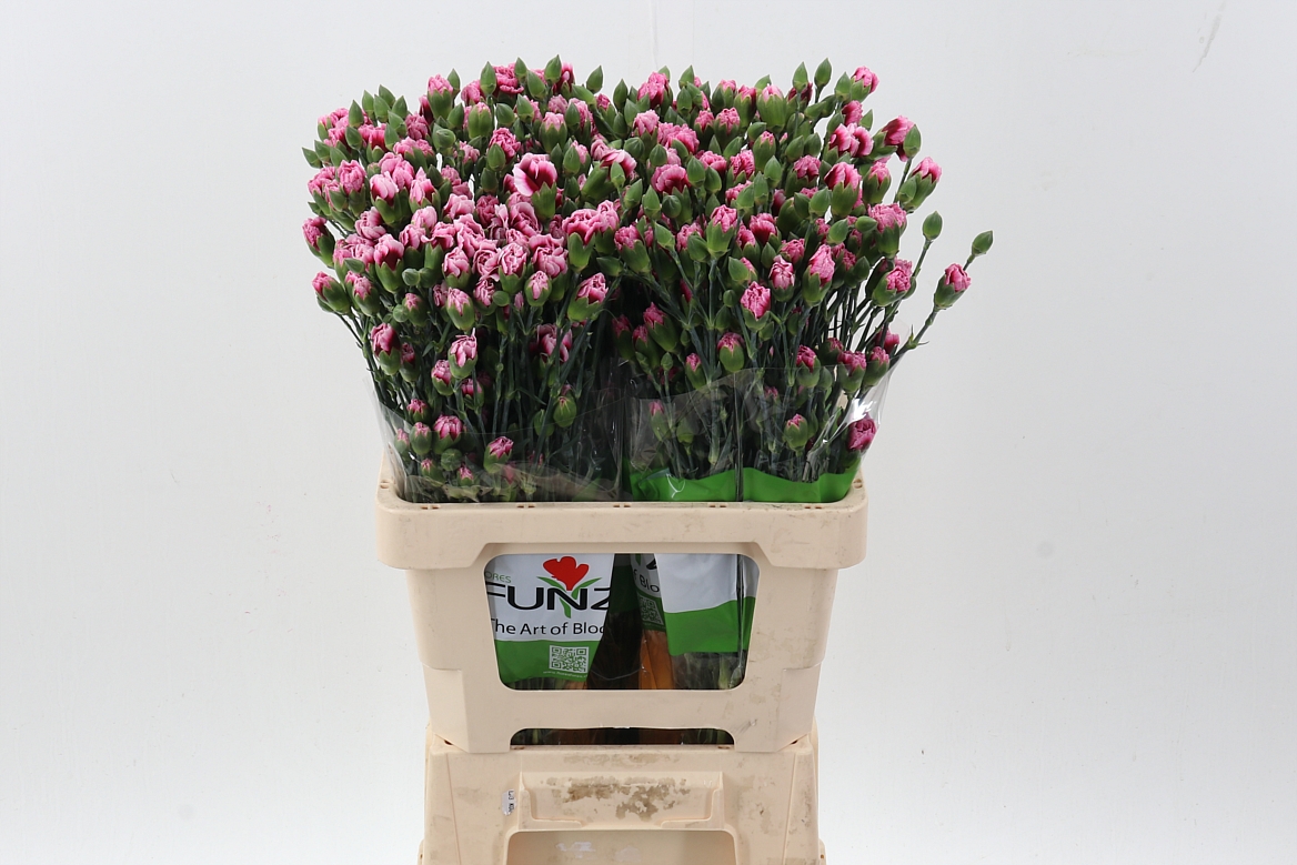 Срезанные цветы оптом Dianthus sp salsa от 100шт из Голландии с доставкой по России