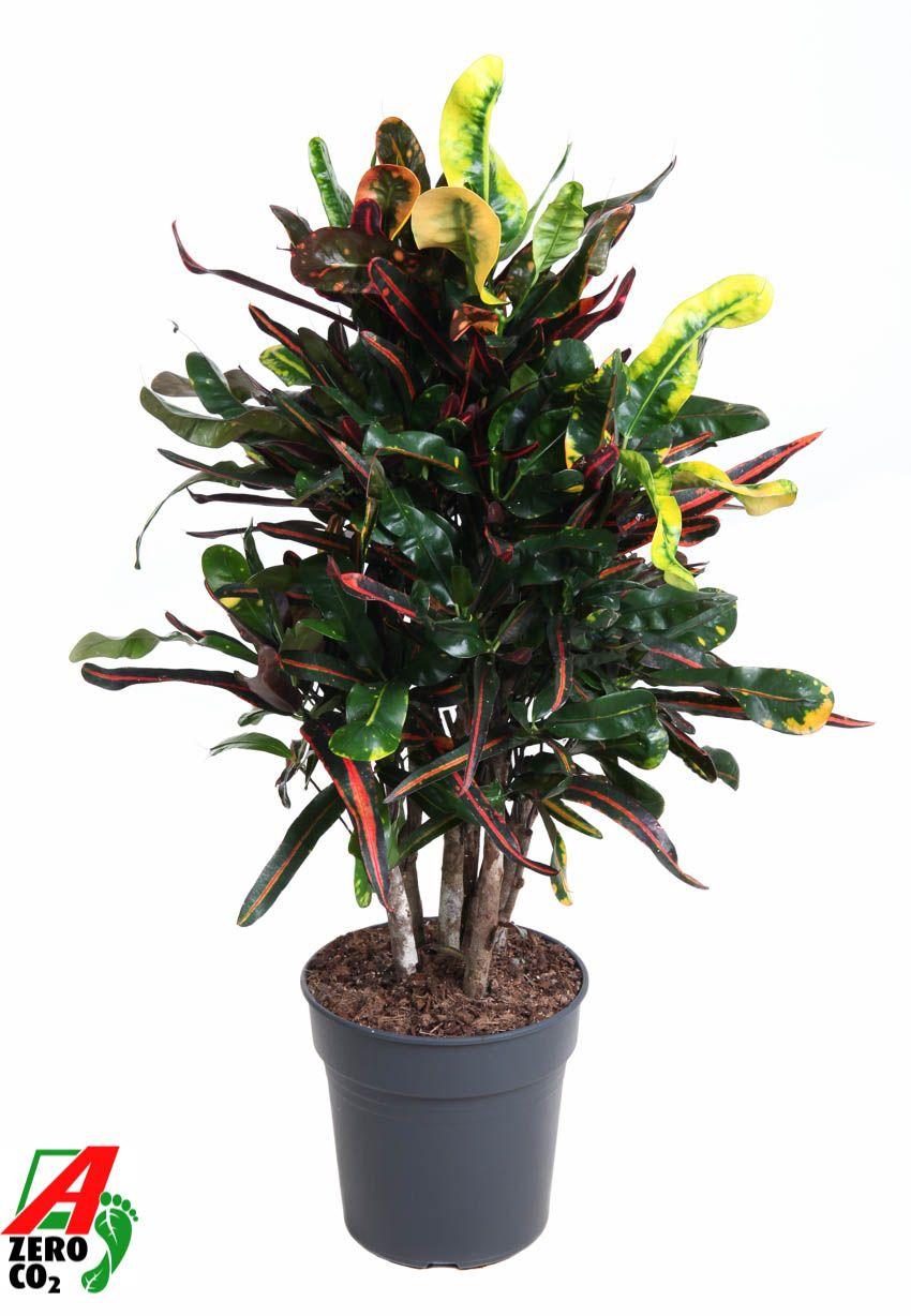 Горшечные цветы и растения оптом Codiaeum Mammi Branched от 1шт из Голландии с доставкой по России