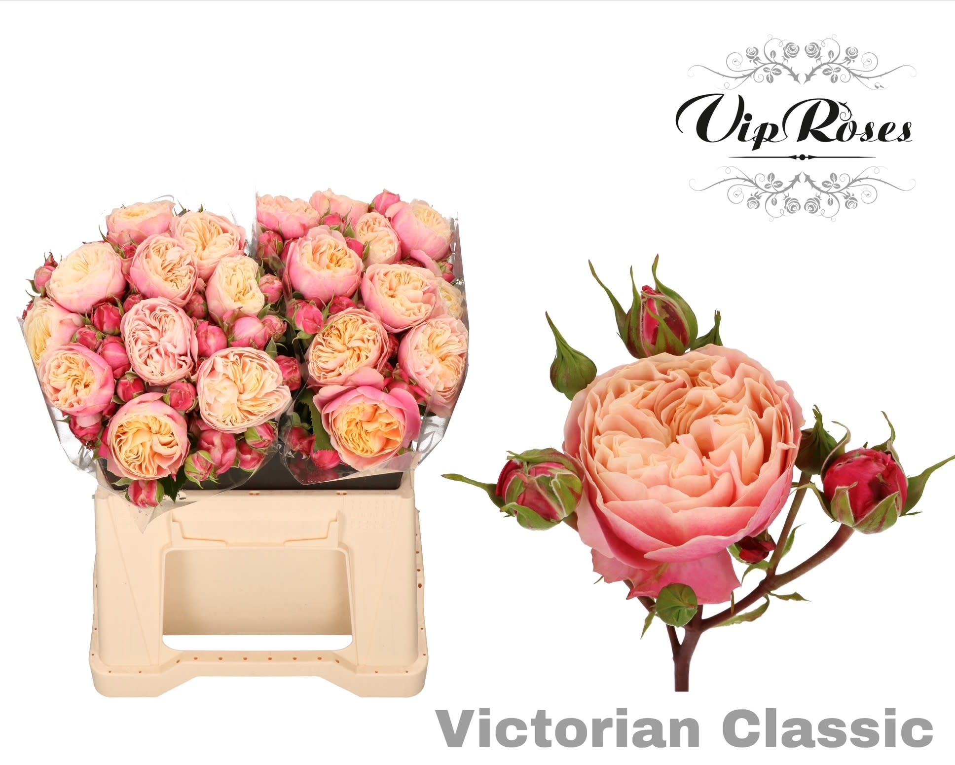 Срезанные цветы оптом Rosa spray victorian classic от 20шт из Голландии с доставкой по России