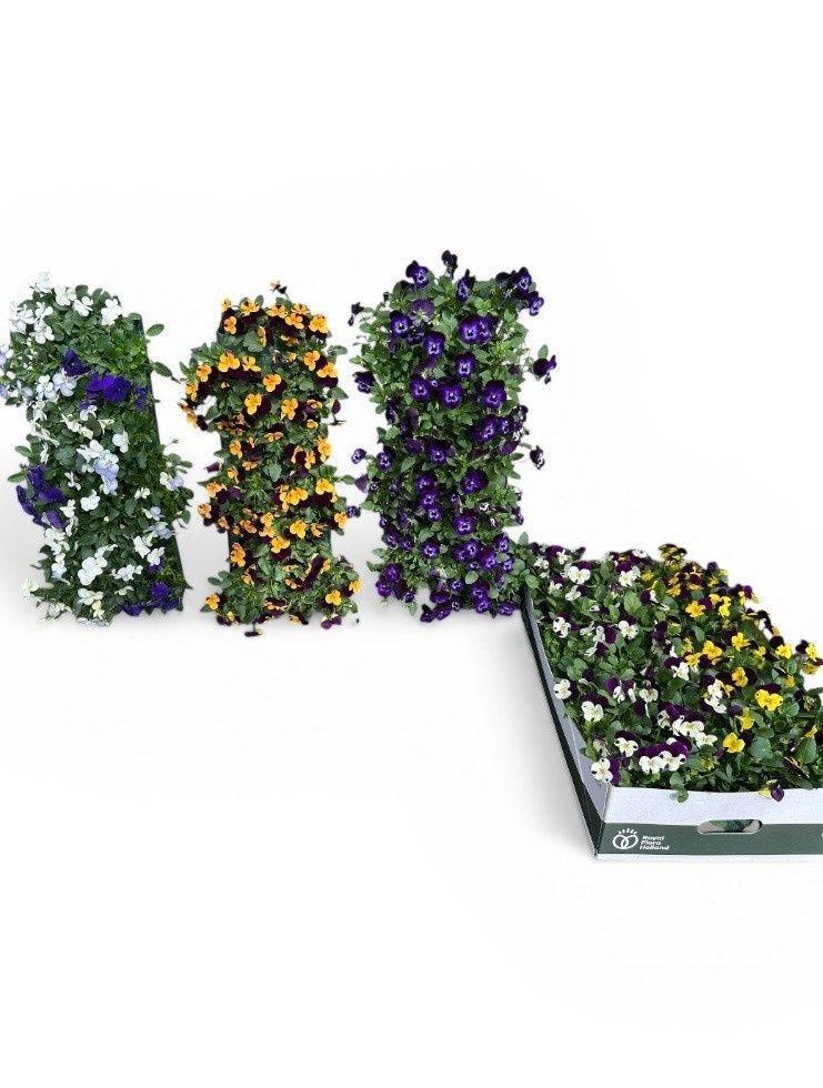 Горшечные цветы и растения оптом Vio Co Em Gem от 2шт из Голландии с доставкой по России