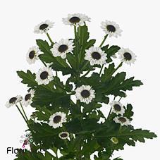 Срезанные цветы оптом Chrys sa yin yang от 25шт из Голландии с доставкой по России