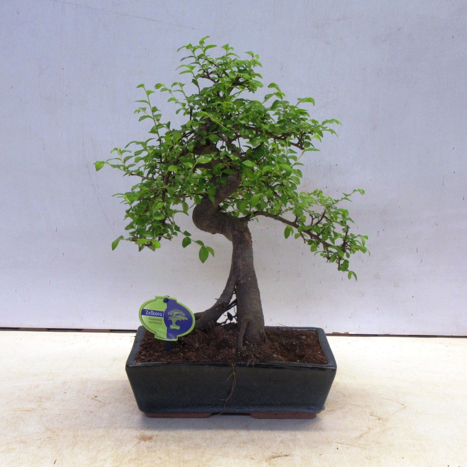 Горшечные цветы и растения оптом Bonsai Zelkova Parvifolia,  Without D от 2шт из Голландии с доставкой по России