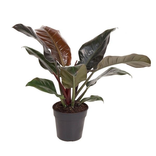 Горшечные цветы и растения оптом Philodendron Imperial Red от 1шт из Голландии с доставкой по России