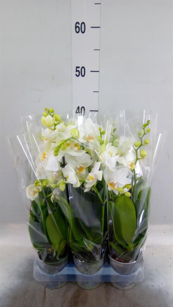 Горшечные цветы и растения оптом Phalaenopsis Multi.   ... от 6шт (для телеги) из Голландии с доставкой по России