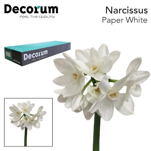 Срезанные цветы оптом Narcissus sp ziva paper white in box от 300шт из Голландии с доставкой по России